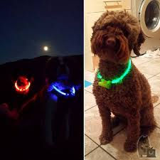 Miniatura: Coleira pescoço LED - cães e gatos - Frete Grátis!