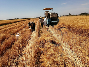 Campos de trigo en fase de maduración en el Valle de Santo Domingo, Comondú, Baja California Sur, bajo sistemas de riego tecnificado para el ciclo 2026.