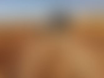 Campos de trigo en fase de maduración en el Valle de Santo Domingo, Comondú, Baja California Sur, bajo sistemas de riego tecnificado para el ciclo 2026.