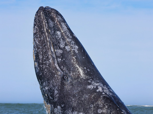 Gray whale and its calf swimming in Ojo de Liebre Lagoon, Mulegé, during the official census of the 2026 season.