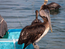 Personal especializado con equipo de protección biológica recolectando muestras de aves marinas en una zona costera protegida de Baja California Sur, 2026.