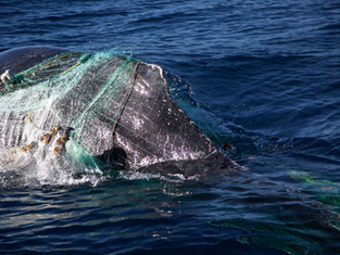 Successful Rescue Mission: Humpback Whale Freed After Days of Intense Maneuvers off BCS Coasts