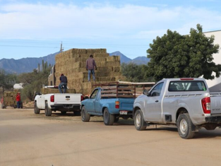 Productores ganaderos de Los Cabos cargando pacas de alfalfa en camionetas frente a una bodega de distribución en la comunidad de Santa Anita.