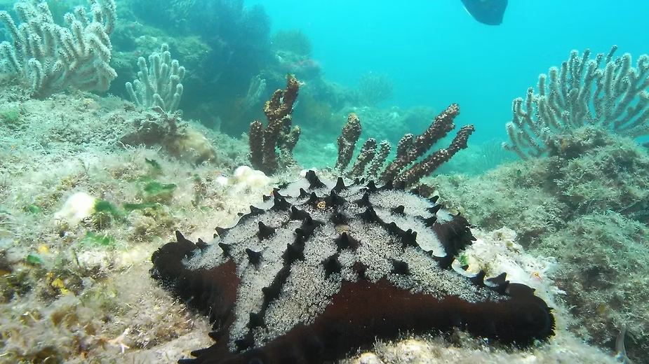 Five Unmissable Destinations in Baja California Sur for Year-Round Scuba Diving