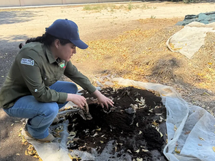Estudiantes de la UABCS mezclando restos de café con tierra orgánica en un cajón de compostaje dentro del huerto universitario, abril 2026.