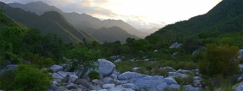 Vista aérea de las cumbres boscosas de la Sierra de la Laguna en Baja California Sur, resaltando su verdor y su importancia como zona protegida.