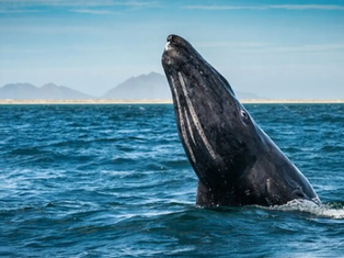 Primer plano de una ballena gris asomándose a la superficie junto a una panga de turistas en las aguas tranquilas de Puerto Chale bajo un sol brillante.