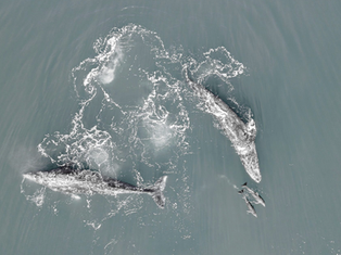 A humpback whale majestically breaching in the waters of Baja California Sur, symbolizing the campaign for its rights.