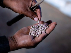 Vastos campos de cultivo de frijol en hileras bajo el sistema de riego por goteo en el Valle de Santo Domingo, Comondú, durante la temporada de cosecha 2026.