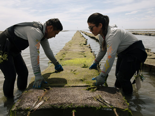 Pescadores y productores locales revisando canastas de cultivo acuícola y ostiones frescos en las aguas de Puerto Chale, Baja California Sur, abril 2026.