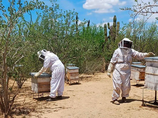 A group of thirsty bees drinking water from a sprinkler in an urban house garden in Baja California Sur during the drought season.