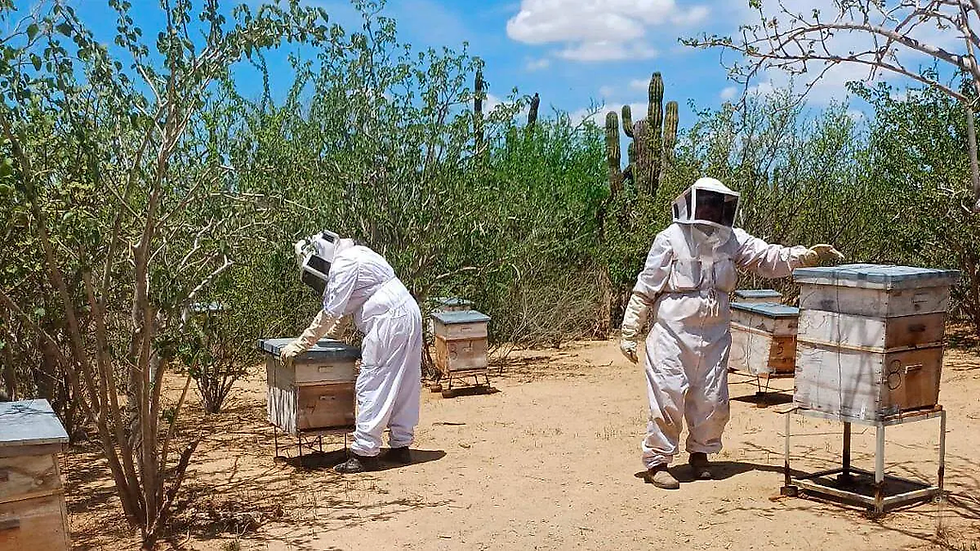 Grupo de abejas sedientas bebiendo agua de un atomizador en el jardín de una casa urbana en Baja California Sur durante la temporada de sequía.