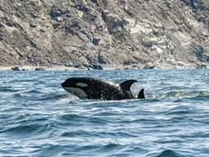 A pod of orcas swimming near the coast in the Sea of Cortez, with a small sighting boat in the distance following safety protocols.