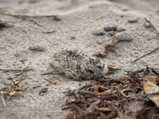 Vehículos motorizados circulando por dunas de arena en Mulegé, con señales de advertencia sobre zonas de anidación de tortugas y aves marinas al fondo.