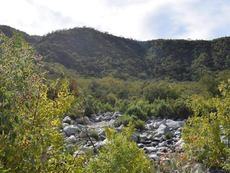 Vista panorámica de los densos bosques de pino y encino en las cumbres de Sierra La Laguna bajo un cielo despejado, representando el "pulmón" de Baja California Sur.