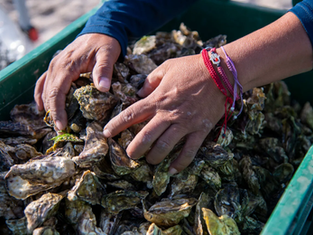 Local BCS producers harvesting CIBNOR improved oysters at a sustainable aquaculture farm, 2026.