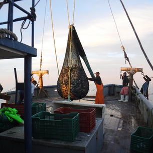 Fishermen in the Upper Gulf of California sorting fresh hake catches on the deck of a small boat under a clear sky.