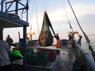 Fishermen in the Upper Gulf of California sorting fresh hake catches on the deck of a small boat under a clear sky.