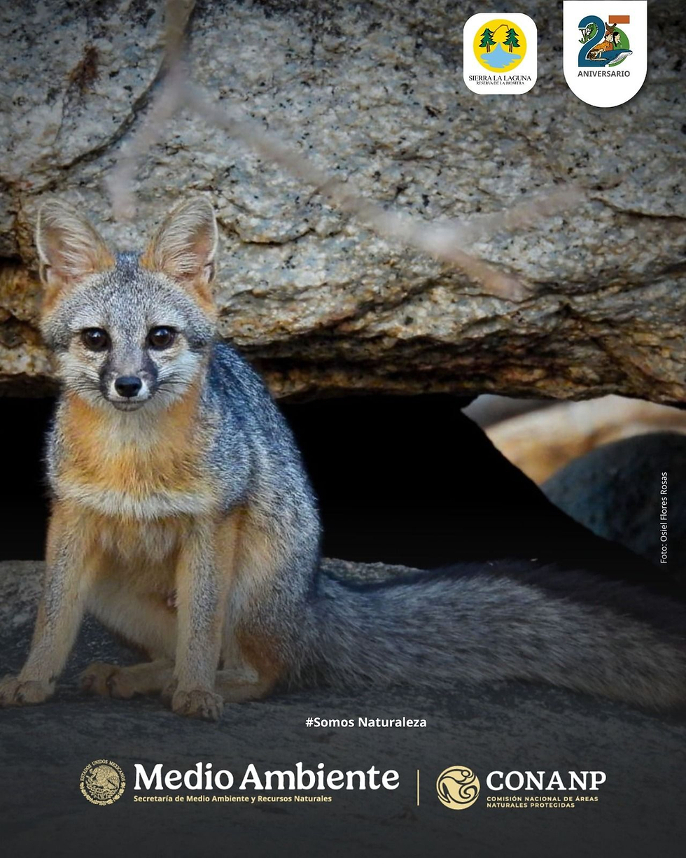 Una hermosa zorra gris con pelaje rojizo y grisáceo, mirando fijamente hacia la cámara mientras se camufla entre los troncos y la hojarasca de la Sierra de la Laguna.