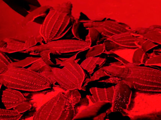 Primer plano de una pequeña cría de tortuga laúd caminando sobre la arena mojada hacia las olas del mar en una playa de Los Cabos al atardecer, abril 2026.