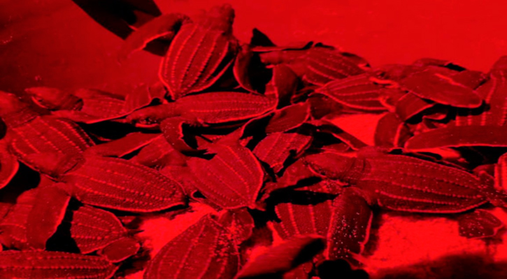 Primer plano de una pequeña cría de tortuga laúd caminando sobre la arena mojada hacia las olas del mar en una playa de Los Cabos al atardecer, abril 2026.