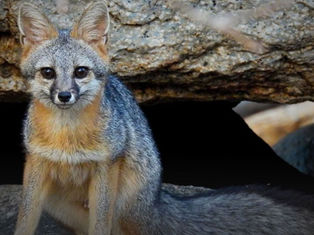 A beautiful gray fox with reddish and grayish fur, staring intently at the camera while camouflaged among the tree trunks and leaf litter of the Sierra de la Laguna.