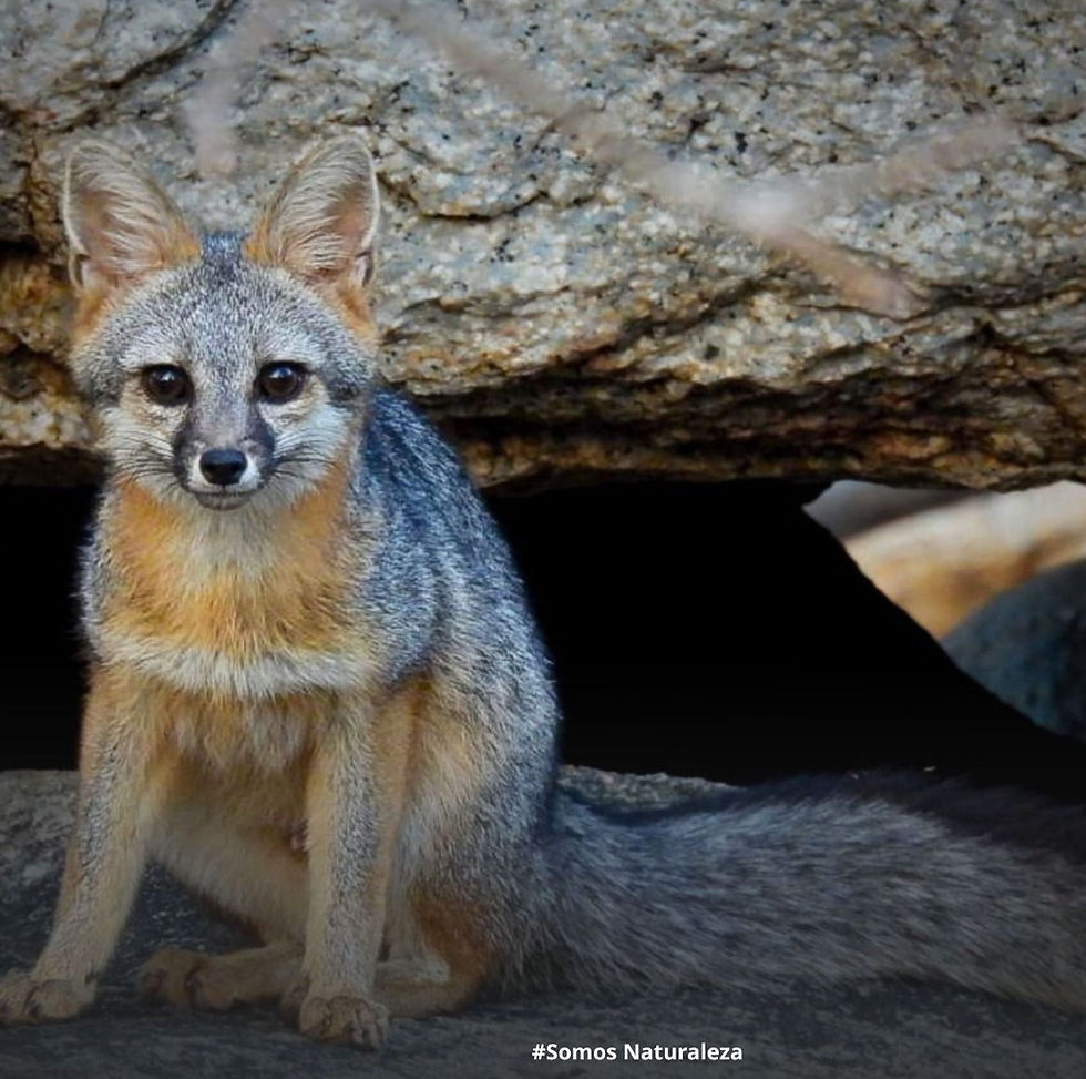 A beautiful gray fox with reddish and grayish fur, staring intently at the camera while camouflaged among the tree trunks and leaf litter of the Sierra de la Laguna.