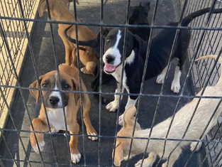 Huellas de Esperanza: Lanzan campaña masiva de adopción para brindar una segunda oportunidad a caninos en resguardo este 2026