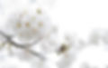 white-flowers-background-1_bewerkt.jpg