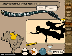 Streptognathodus firmus