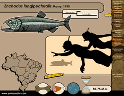 Enchodus longipectoralis