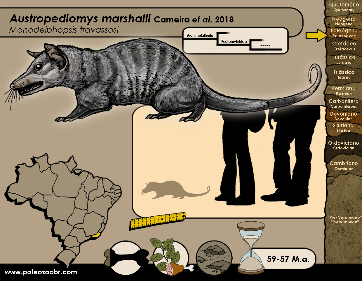 MARSUPIAIS Marsupials paleozoobr