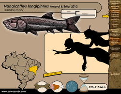 Nanaichthys longipinnus