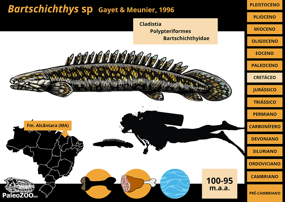 Bartschichthys sp