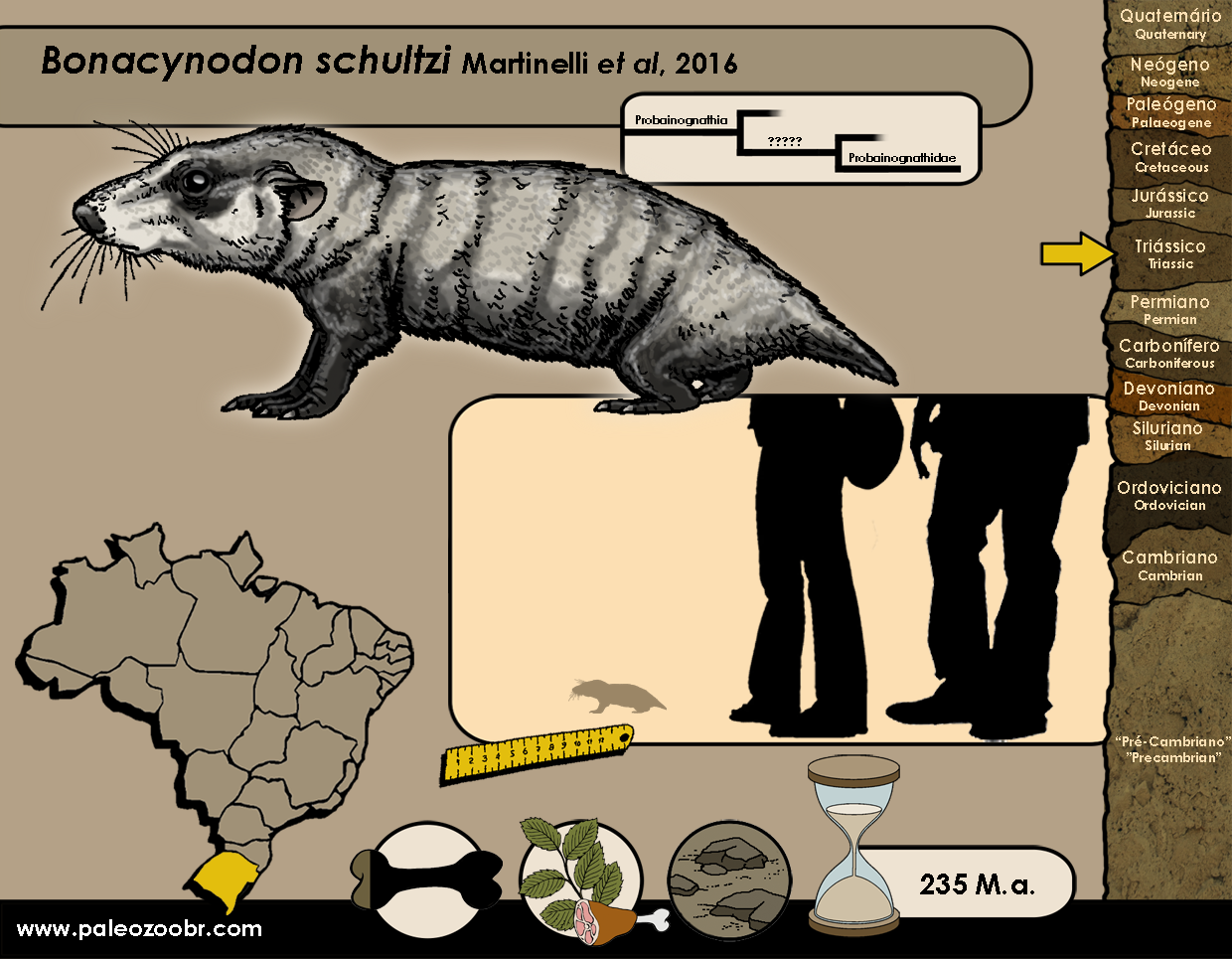 CINODONTES Cynodonts | paleozoobr