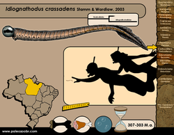 Idiognathodus crassadens