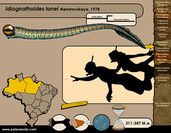 Idiognathoides lanei