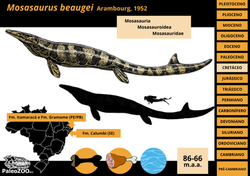 Mosasaurus beaugei