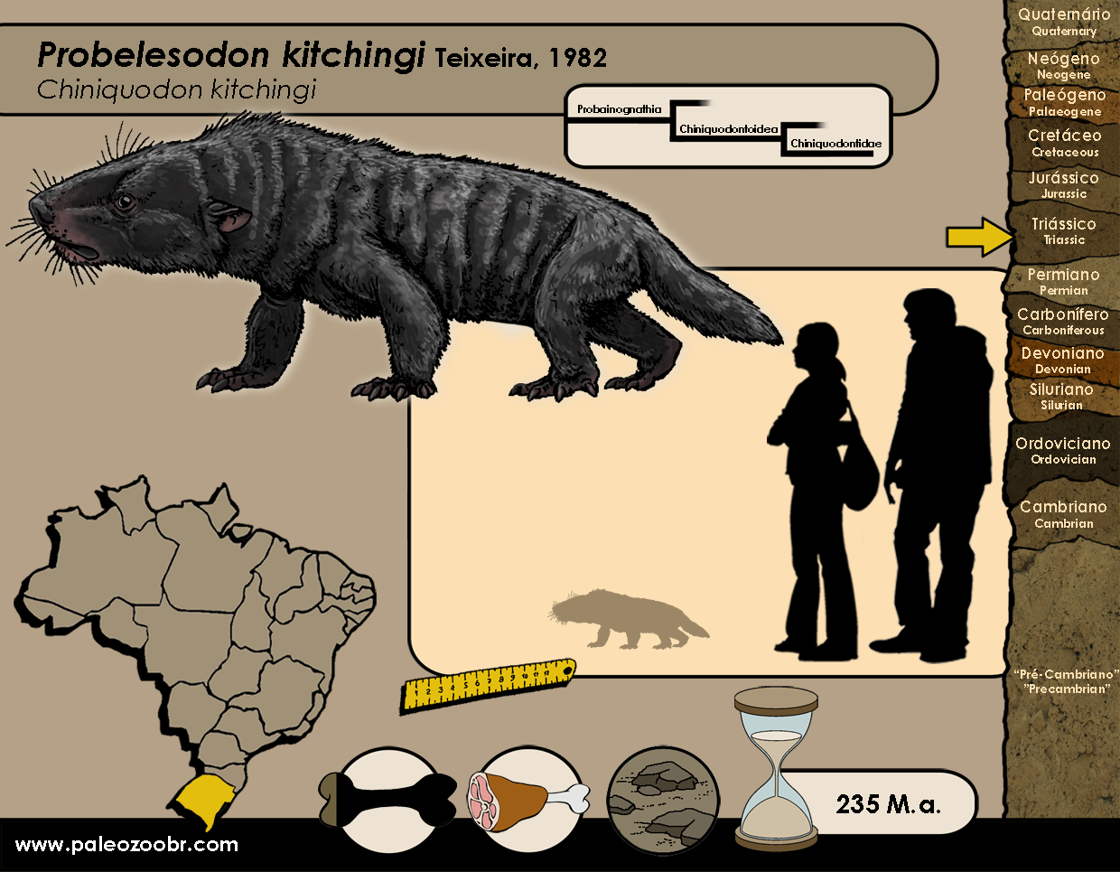 CINODONTES Cynodonts paleozoobr