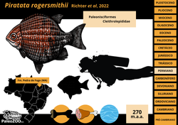 Piratata rogersmithii