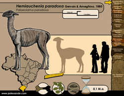 Hemiauchenia paradoxa
