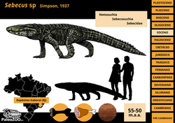 Sebecus sp