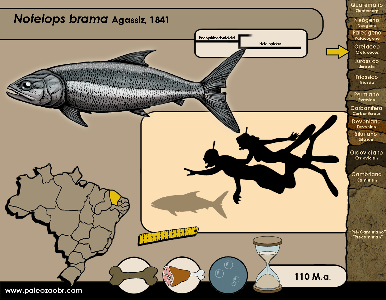 ELOPIFORMES Elopiforms paleozoobr