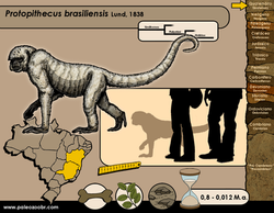Protopithecus brasiliensis