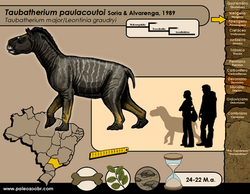 Taubatherium paulacoutoi