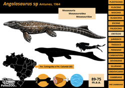 Angolasaurus sp