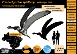 Coloborhynchus spielbergi