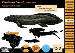 Ceratodus humei