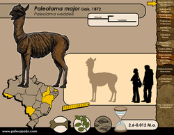Paleolama major