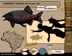 Lepidotes wenzae